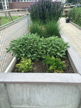 Moestuin  (2).JPG