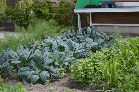 moestuin juni 2017