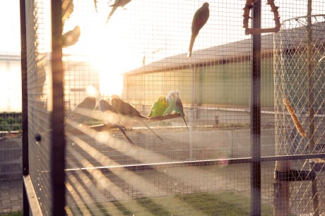 vogels.jpg