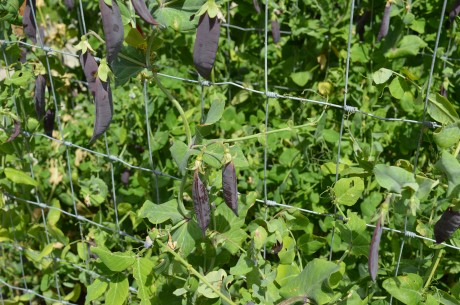 moestuin juni 2017