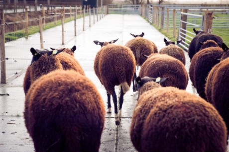 schapen.jpg