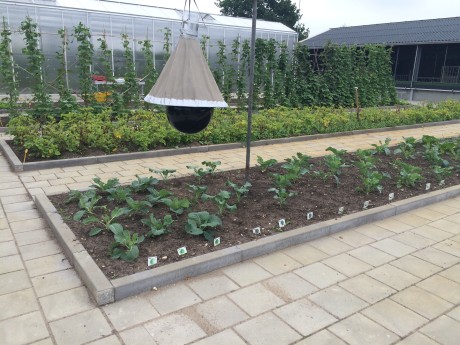 Moestuin  (4).JPG
