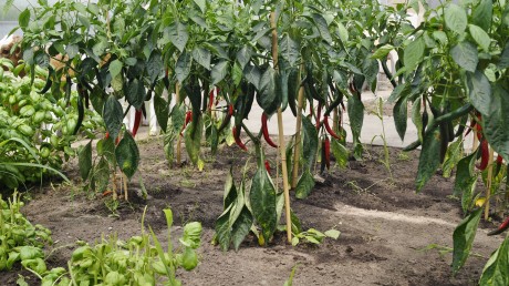 moestuin juni 2017
