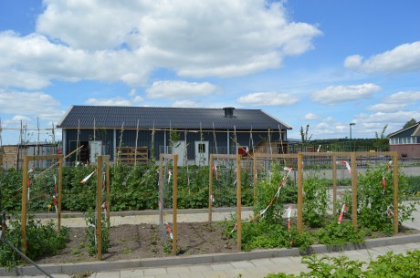 moestuin juni 2017