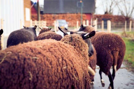 schapen.jpg