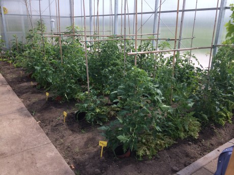 tomaten