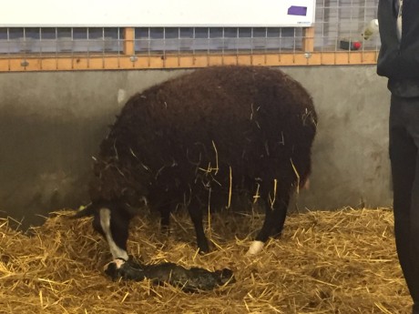 lammetjes 2017 (2).JPG