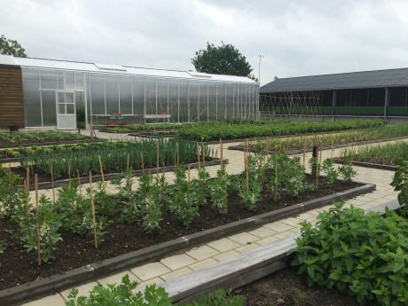 moestuin in bloei.JPG