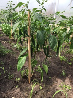 chilli pepers