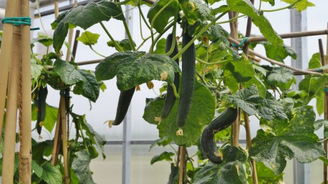 moestuin juni 2017