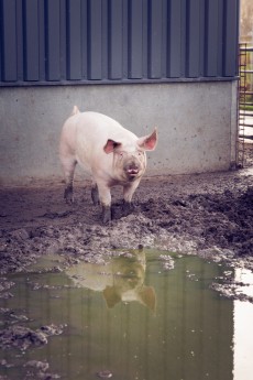 varkens.jpg