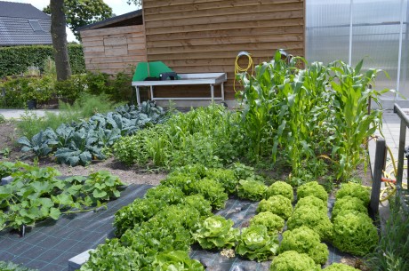 moestuin juni 2017
