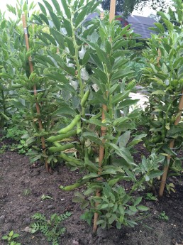 Moestuin  (1).JPG