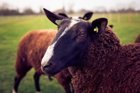 schapen.jpg