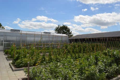 moestuin juni 2017