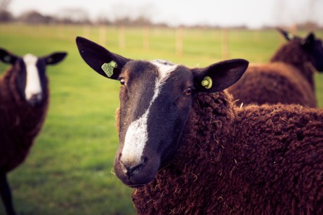 schapen.jpg