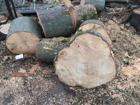 Hout 1.JPG