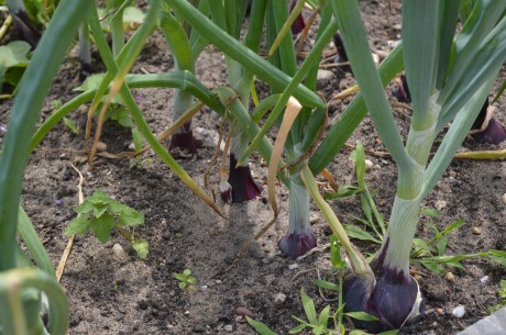 moestuin juni 2017