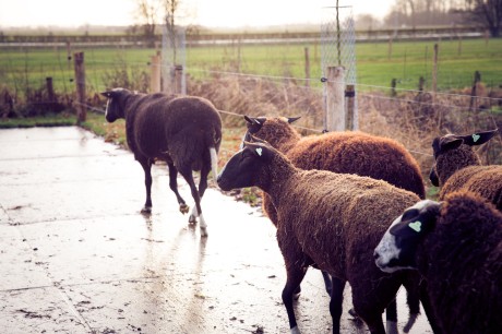 schapen.jpg