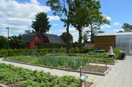 moestuin juni 2017