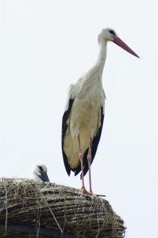 ooievaar