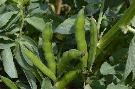 moestuin juni 2017
