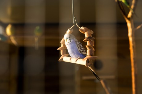 vogels.jpg