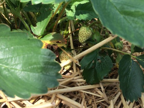 aardbei