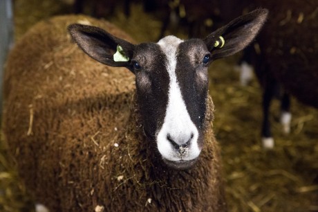 schapen.jpg