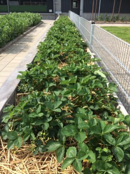 aardbeien