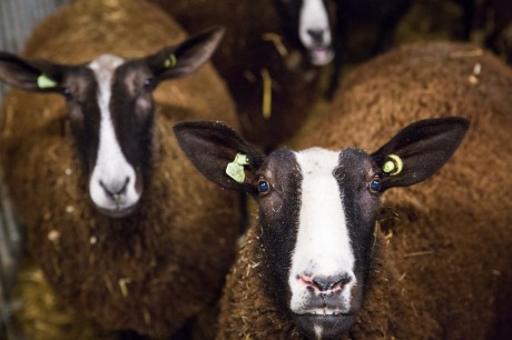 schapen.jpg