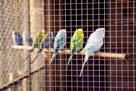 vogels.jpg